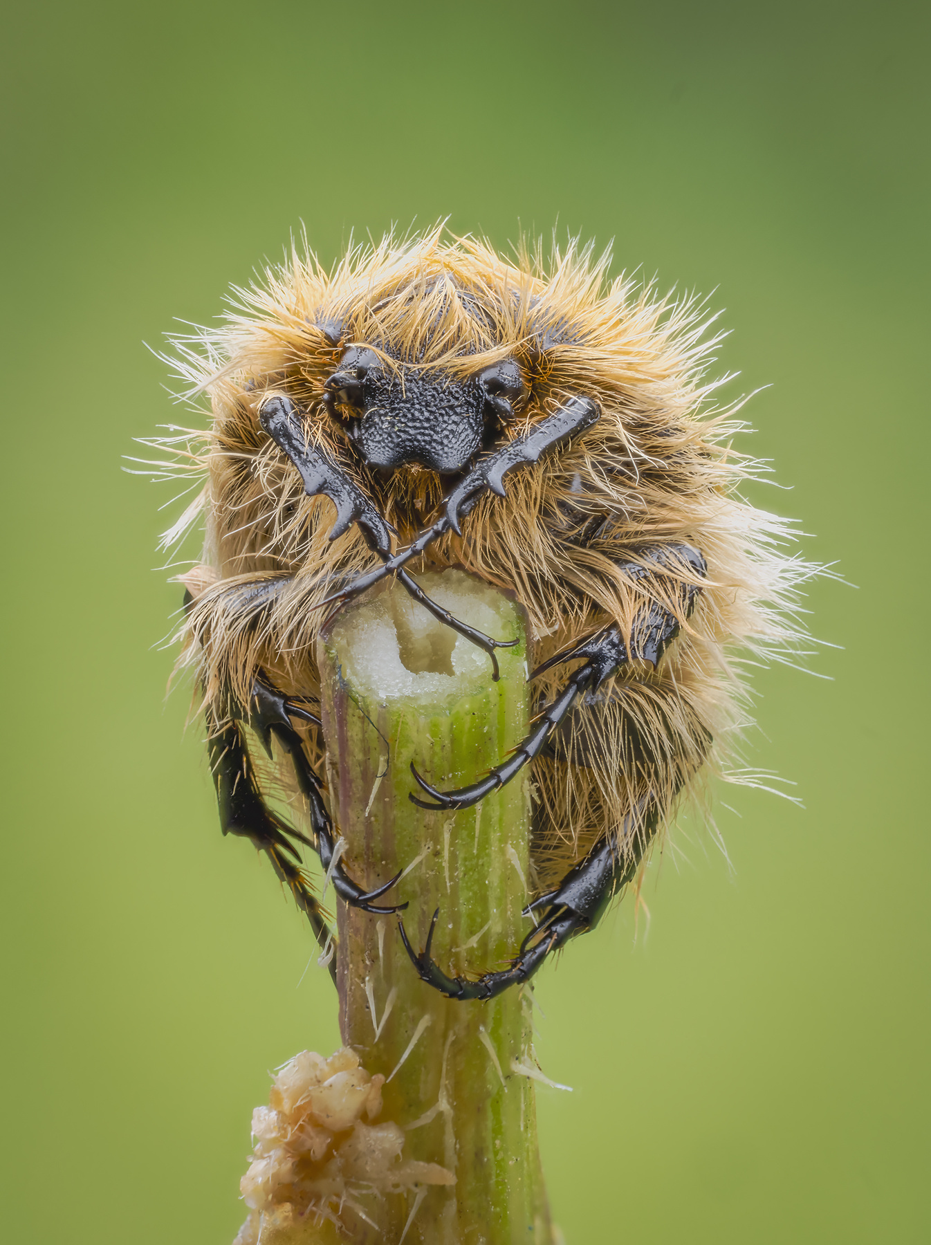 Бронзовка(Tropinota squalida ssp. pilosa) жук Бронзовка