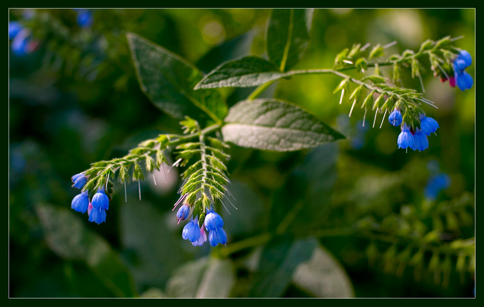 веточка природа
