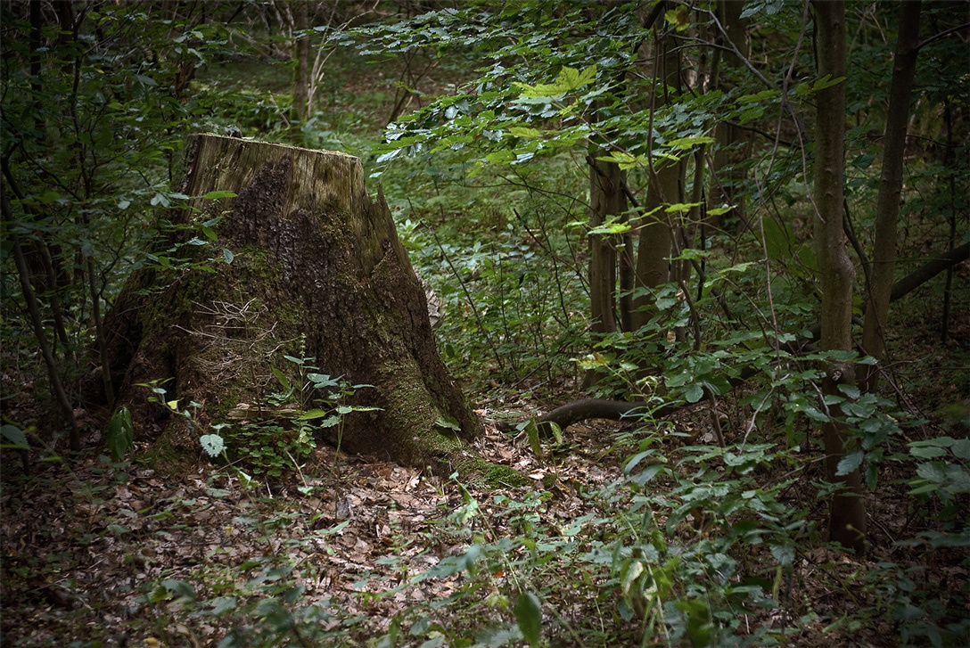 В лесу  лес природа деревья 
