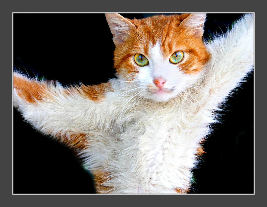 Последний кошачий полет... Кошка