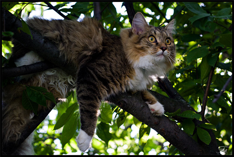 ***** кот дерево