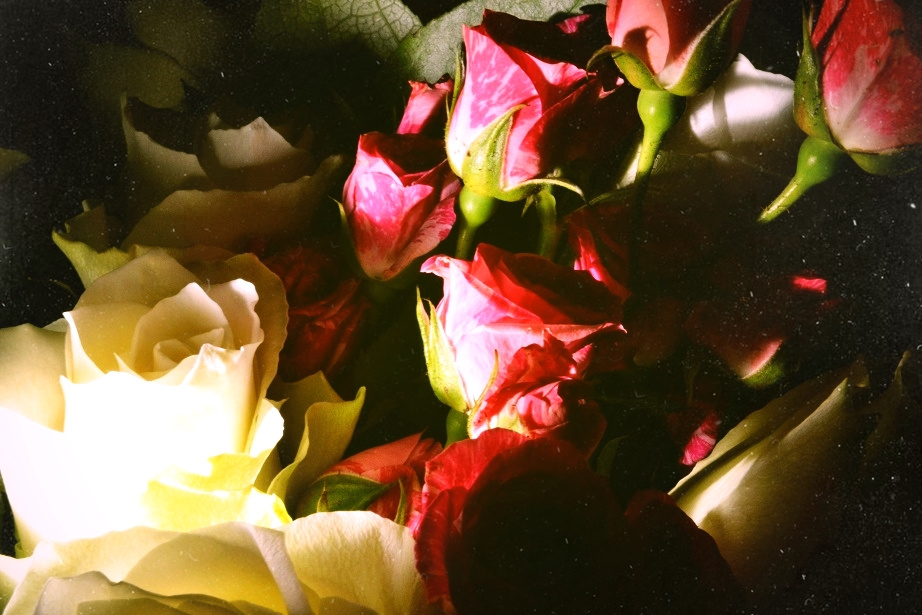 night Bouquet rose nature beauty flowers flower photo
