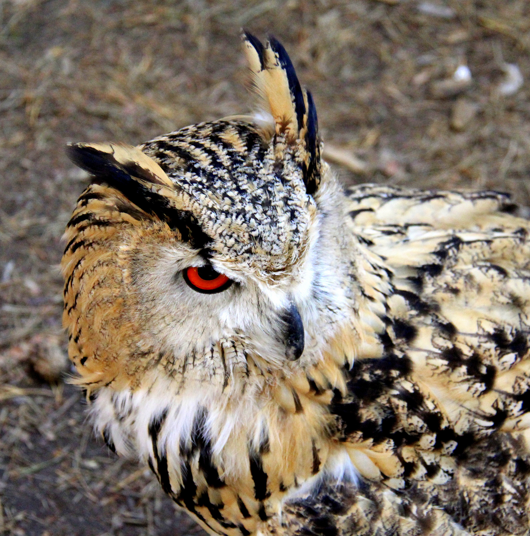 Филин птицы животные природа