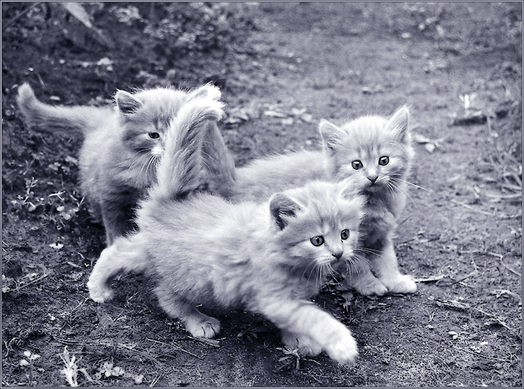 .. ----------- первопроходцы ----------- .. котята