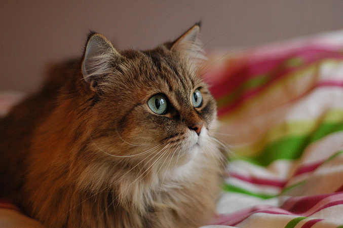 33 любимая кошка