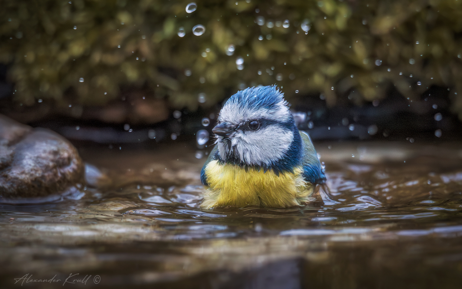 Купаться подано! синица лазоревка обыкновенная cyanistes caeruleus