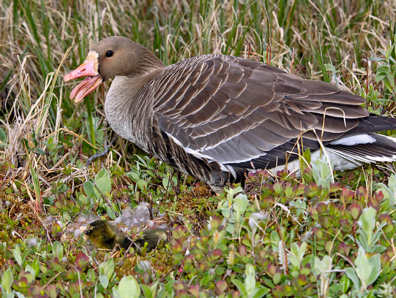 Защитница Белолобый гусь, Anser albifrons, Greater White-fronted Goose, Tobseda, Barents Sea, Arctic