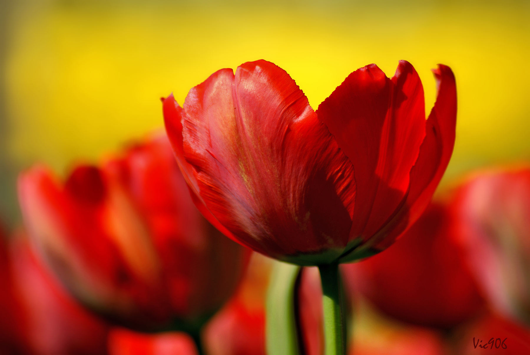 Горячие сердца цветы природа весна тюльпан tulips тюльпаны май