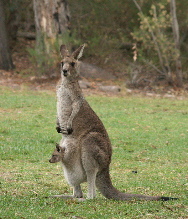 Матери и дети кенгуру  joey kangaroo Girraween