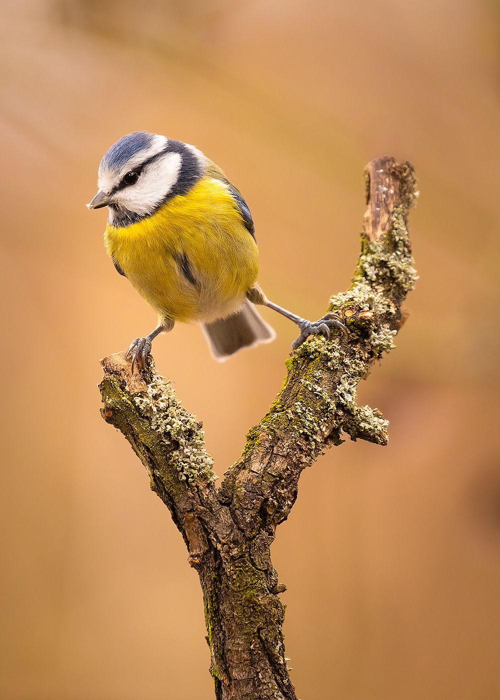 Titmouse 