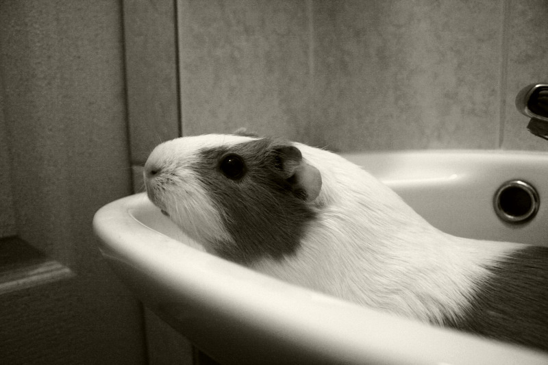 Морда свинка cavia-aperea-porcellus морская новая гвинея
