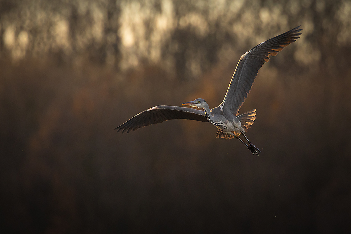 Heron 