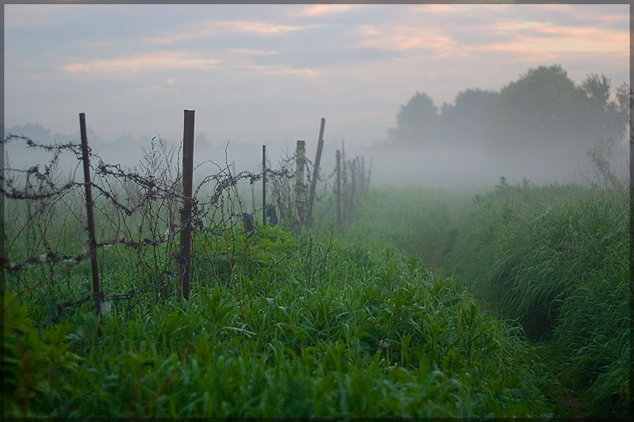 Backdoor to Silent Hill morning fog mist