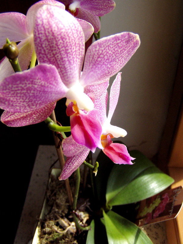 Flower jpg