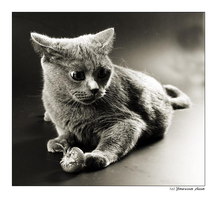 Кошка кошка