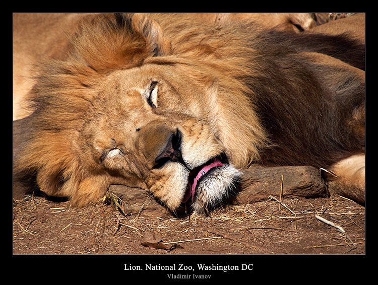 Сон пахана лев national zoo washington