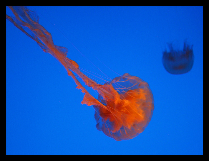 Jelly-fish 