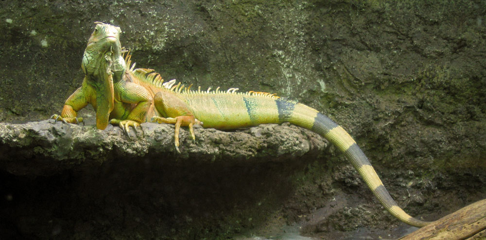 IGUANA 
