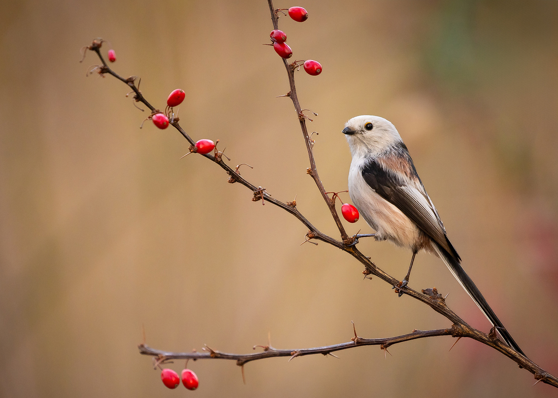 Long-tailed Ti 