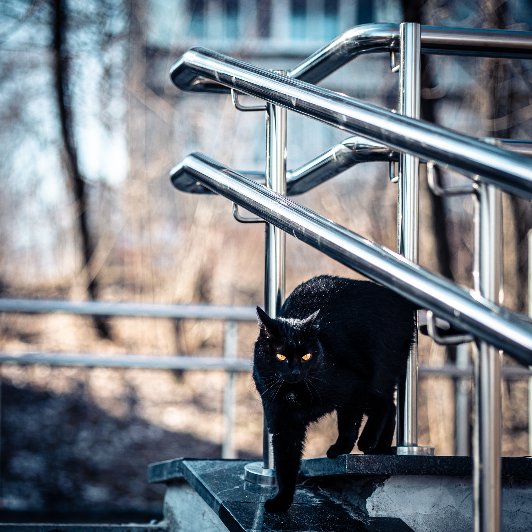 Гроза мышей Кот кошка коты кошки домашние животные питомцы