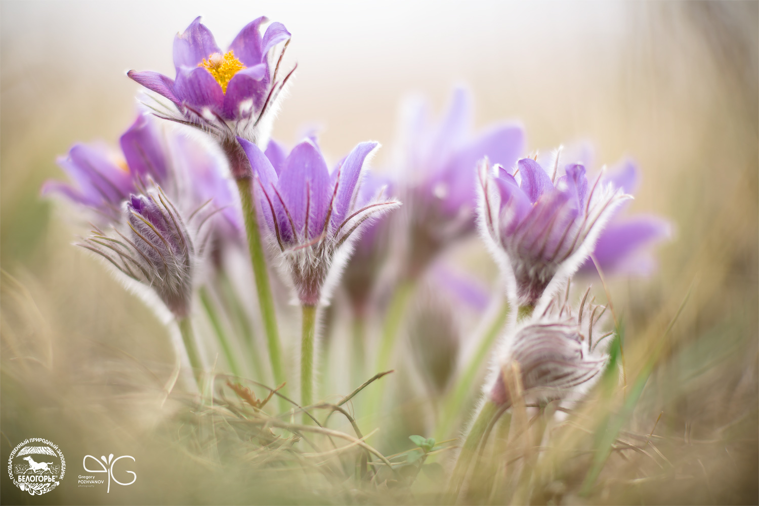 Первые прострелы в Ямской Степи Прострел раскрытый Pulsatilla patens Belogorie Yamskaya Steppe Белогорье заповедник Ямская Степь