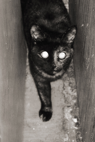 взгляд кошка