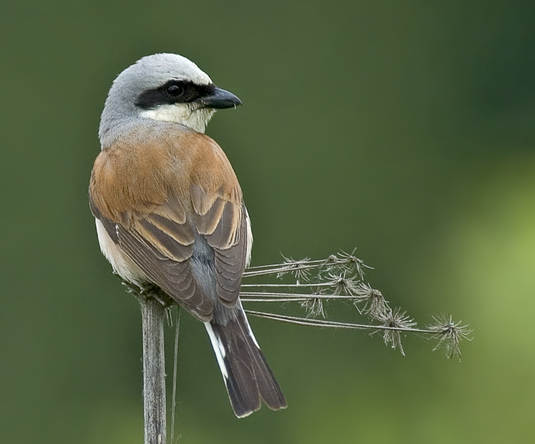 Жулан с колючками жулан Red-backed Shrike Lanius collurio