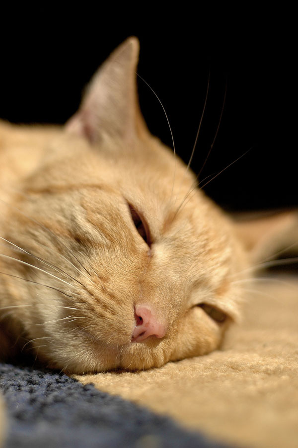 Мой кот 