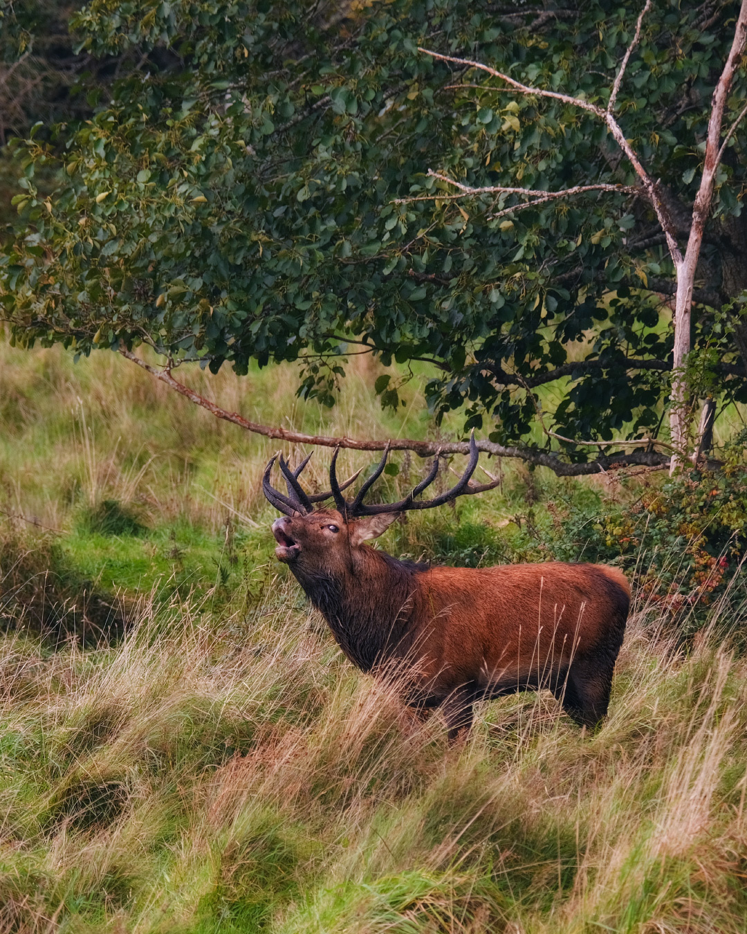 ...the autumn rut... ireland nature outdoors scenic animal deer season autumn rut indian summer golden animalist.picturesque awesome spectacular dramatic europe destination killarney national park ring of kerry remote wild wildlife travel tourism