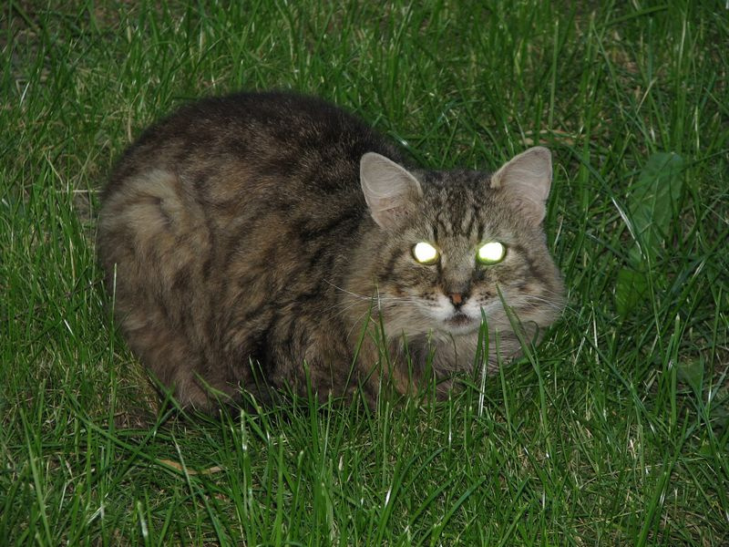 Электро кот кот коты кошки