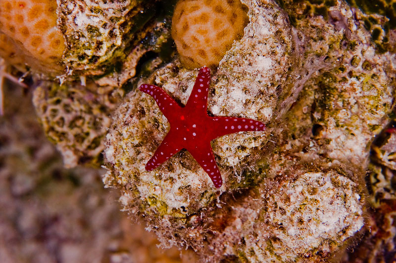 морская звезда Морская звезда red sea красное море