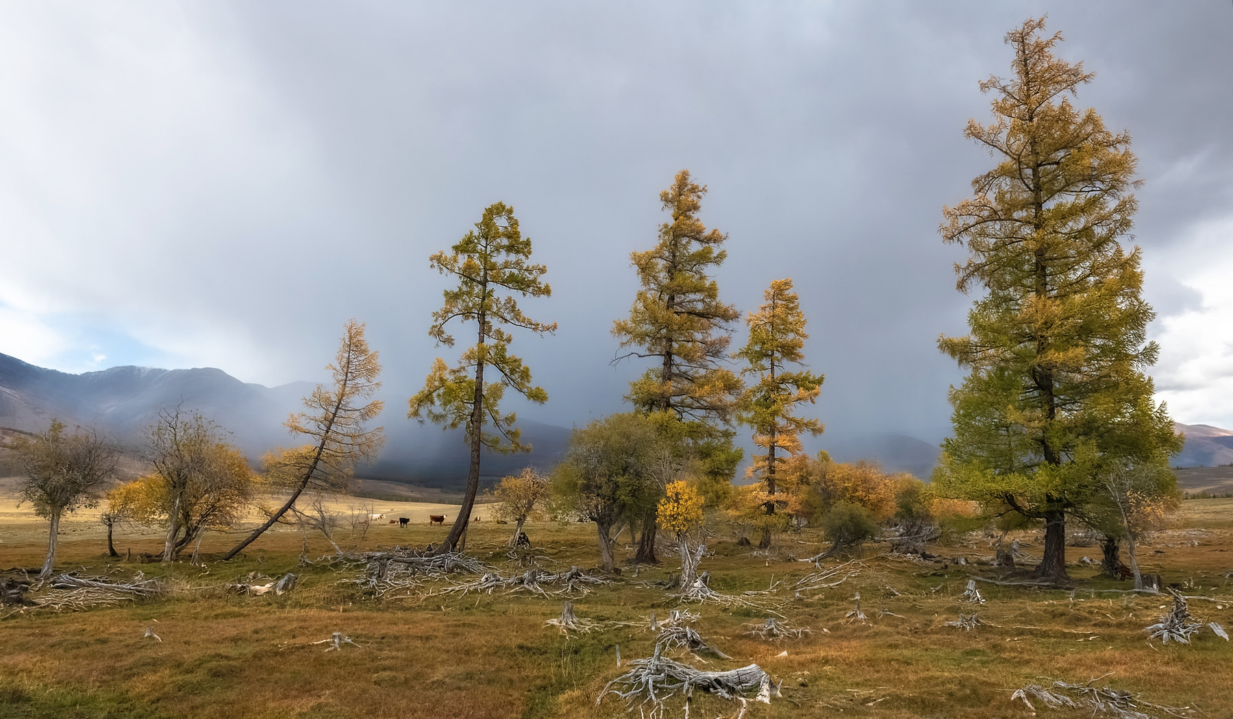 Старая посадка Алтай курайская степь непогода осень лиственницы