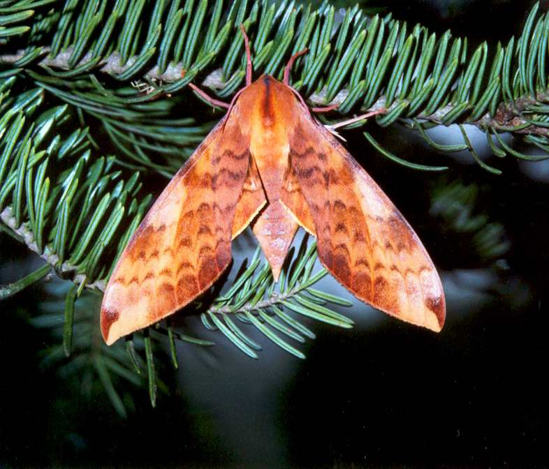 Clanis undulosa Бражник Красная книга Clanis undulosa