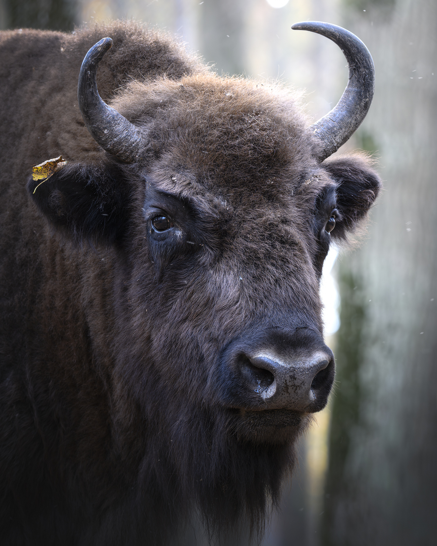 Зубр (Bison bonasus) 