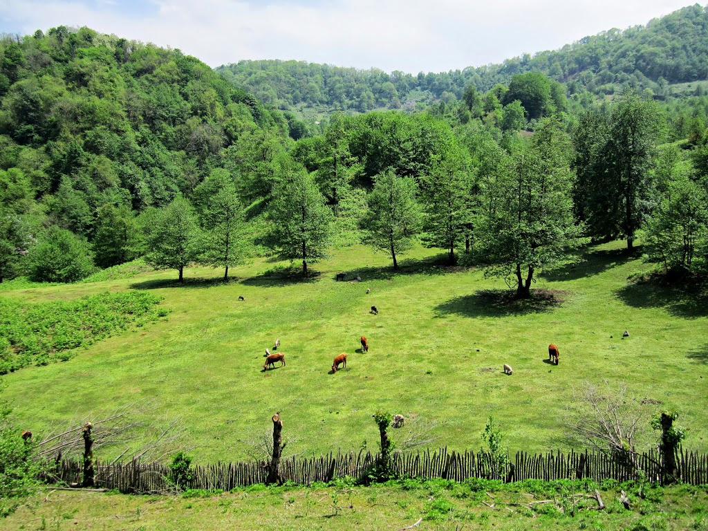 Грузия,Гурия. Грузия,Гурия,Природа,Туризм,Кавказ,Красота,Georgia,Guria,Erketi,