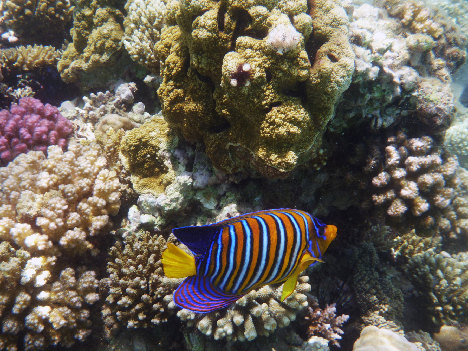Pomacanthidae, Рыба-ангел 
