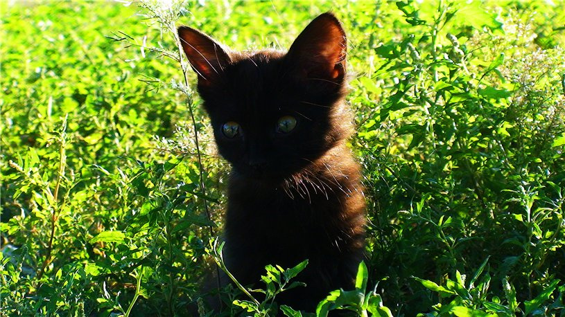Сейчас я кого то поймаю котёнок