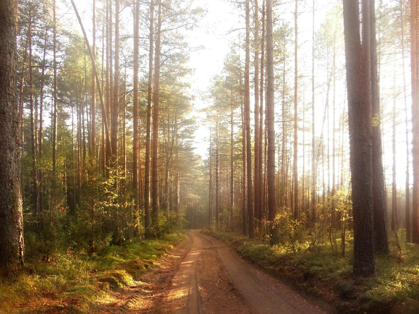 Сентябрьский лес 