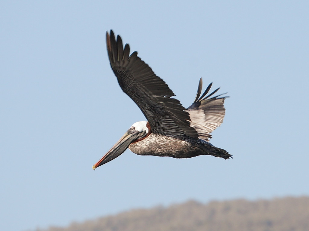 Pelicanus occidentalis Pelicanus occidentalis Галапагосы пеликан
