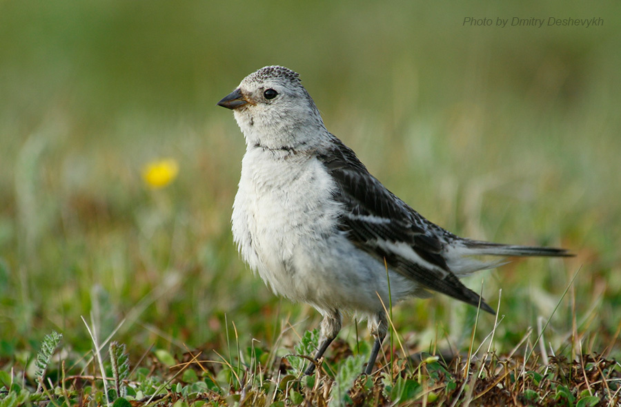 Пуночка. Дебют. Арктика о. Колгуев Баренцево море пуночка Snow bunting snowflake Plectrophenax nivalis