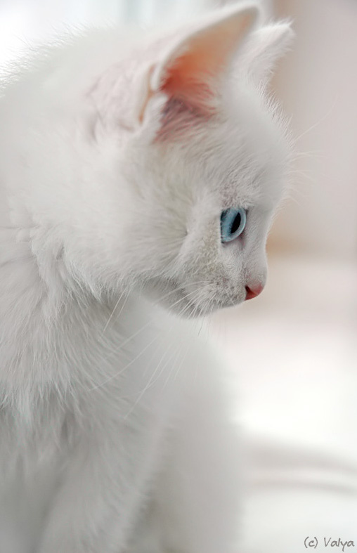 с-нежный котенок