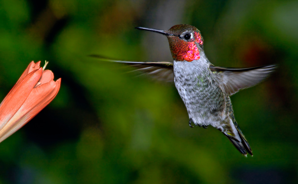 Летающее великолепие Колибри Анны, Calypte anna, Anna’s Hummingbird, Los Angeles, California