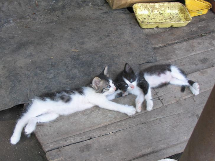 Не ПУЩЩЩУ!!!!!! котята деревня