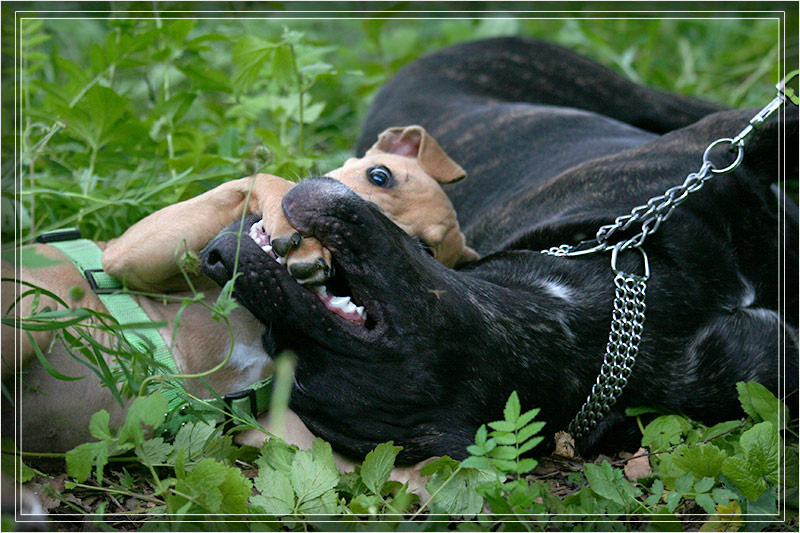 Ой! Зууууубы! 8-)) Щенки Игра Кане-Корсо Амстаф Лето