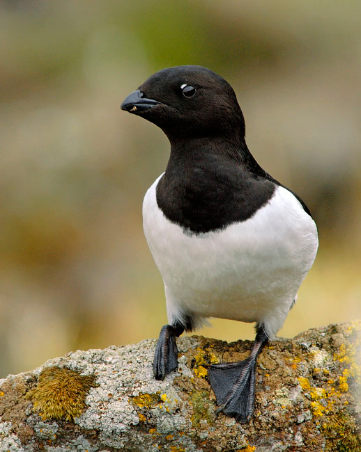 Экзот Люрик, Alle alle, Остров Св. Георгия, о-ва Прибылова, Dovekie, Little Auk, St. George Island, the Pribilofs, Bering Sea, Alaska