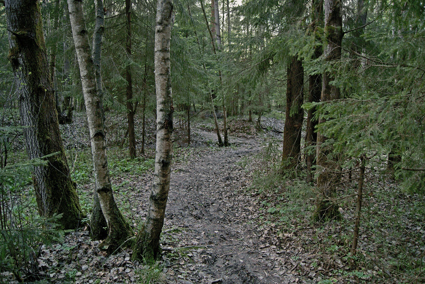 Лесная зарисовка (3) 