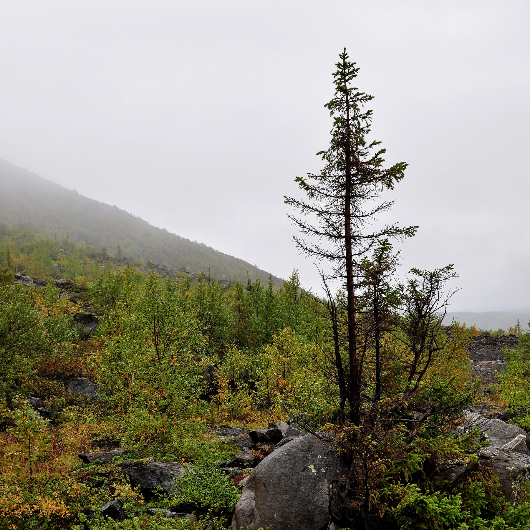 polar landscape 