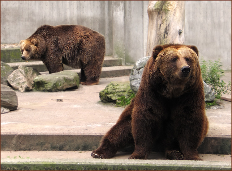 не Воля медведь bär bear animal tier zoo медвед