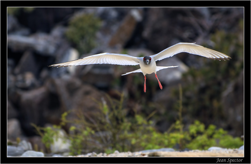 Swallow-tailed Gull swallow-tailed gull nocturnal чайка галапагосы galapagos эквадор ecuador