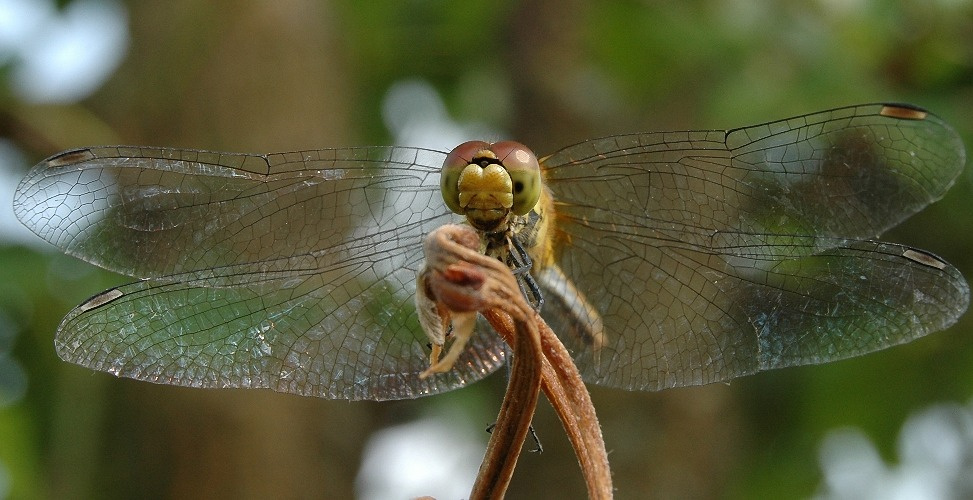 стрекоза... dragonfly
